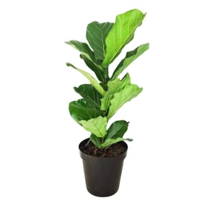 Fiddle Leaf Fig