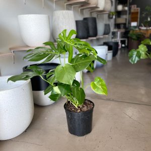 Monstera Deliciosa