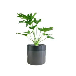 Philodendron Selloum