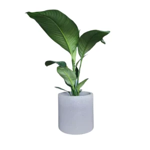 Peace Lily Sensation