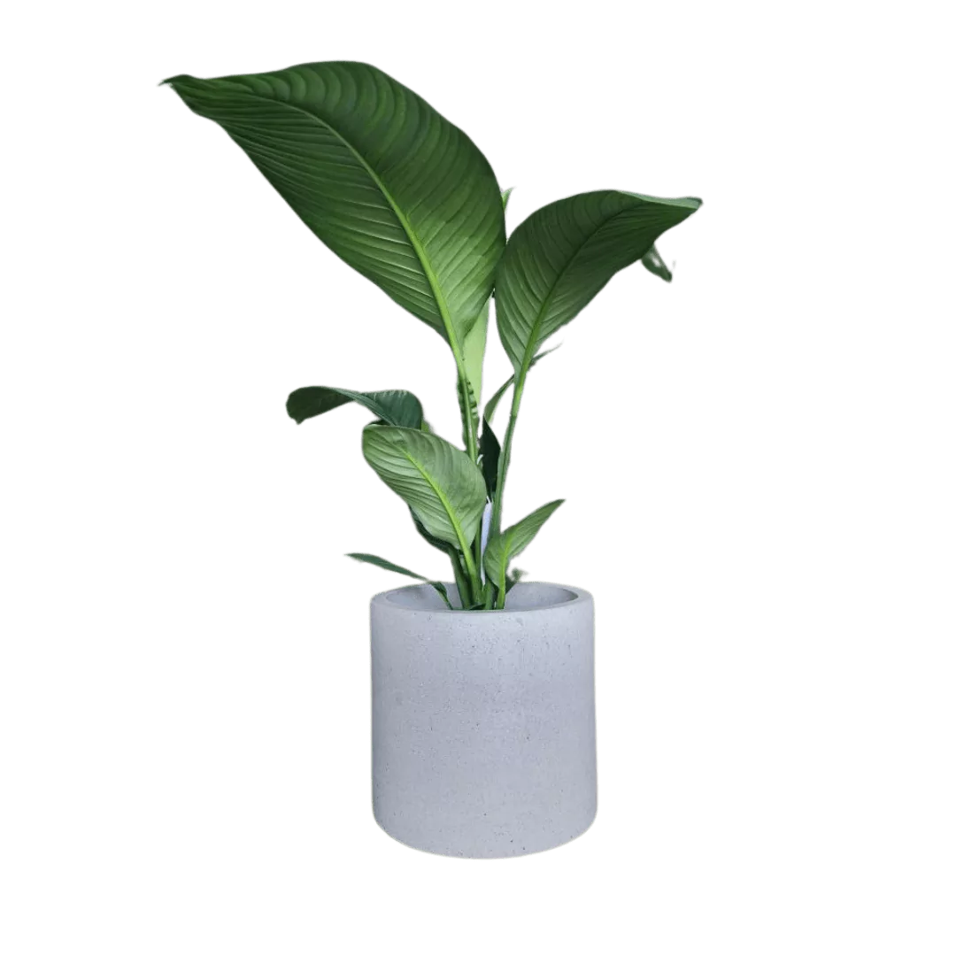 Plants