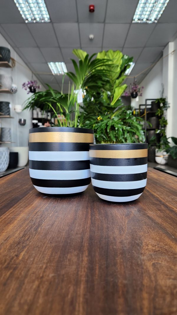 Golden zebra - Modern indoor pot combo