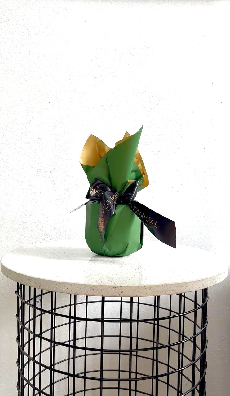 Christmas DIY kit - Image 2