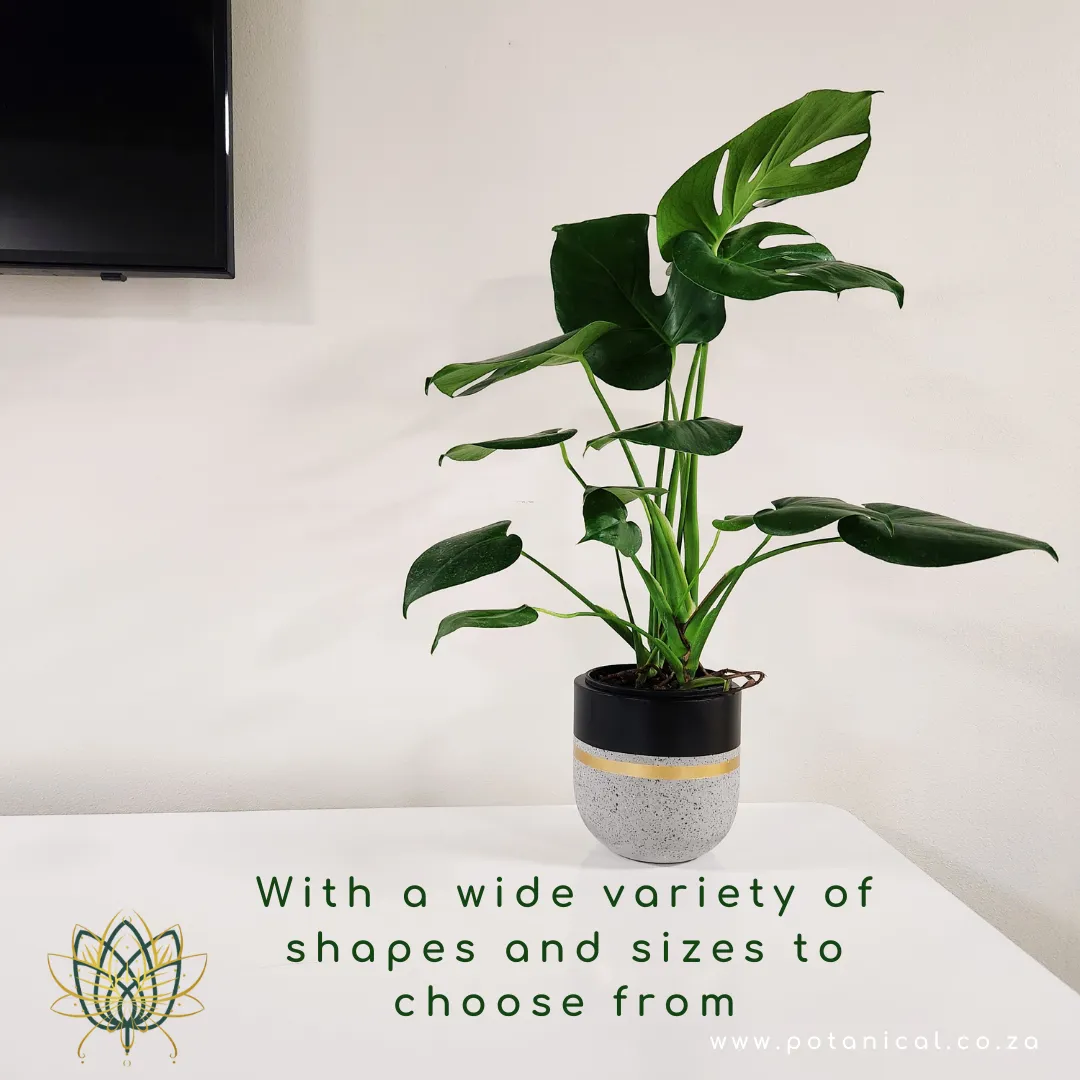 Modern flower pot at Potanical Modderfontein showroom