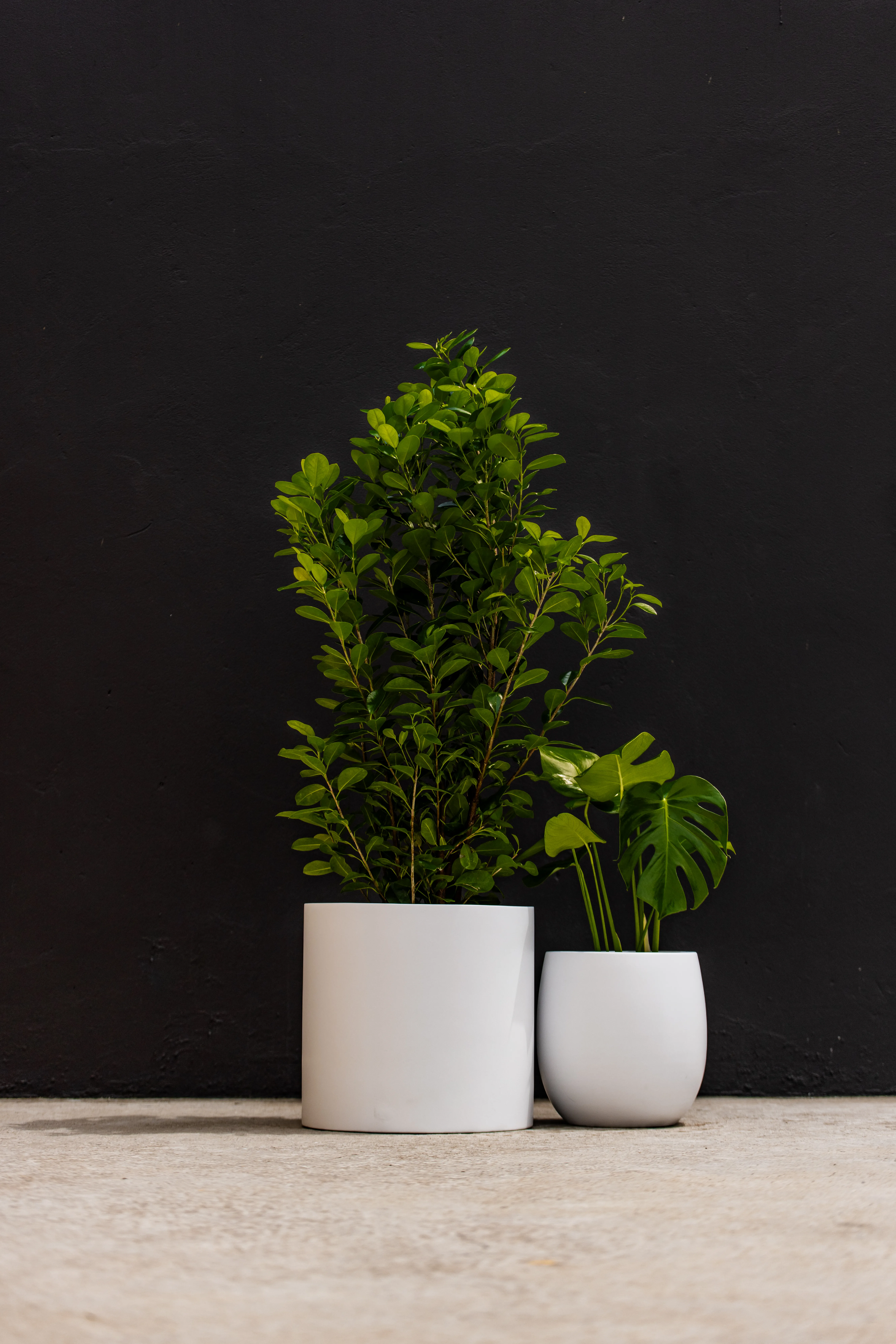 Minimalist living room styled with luxury white plant pots and a Fiddle Leaf Fig.