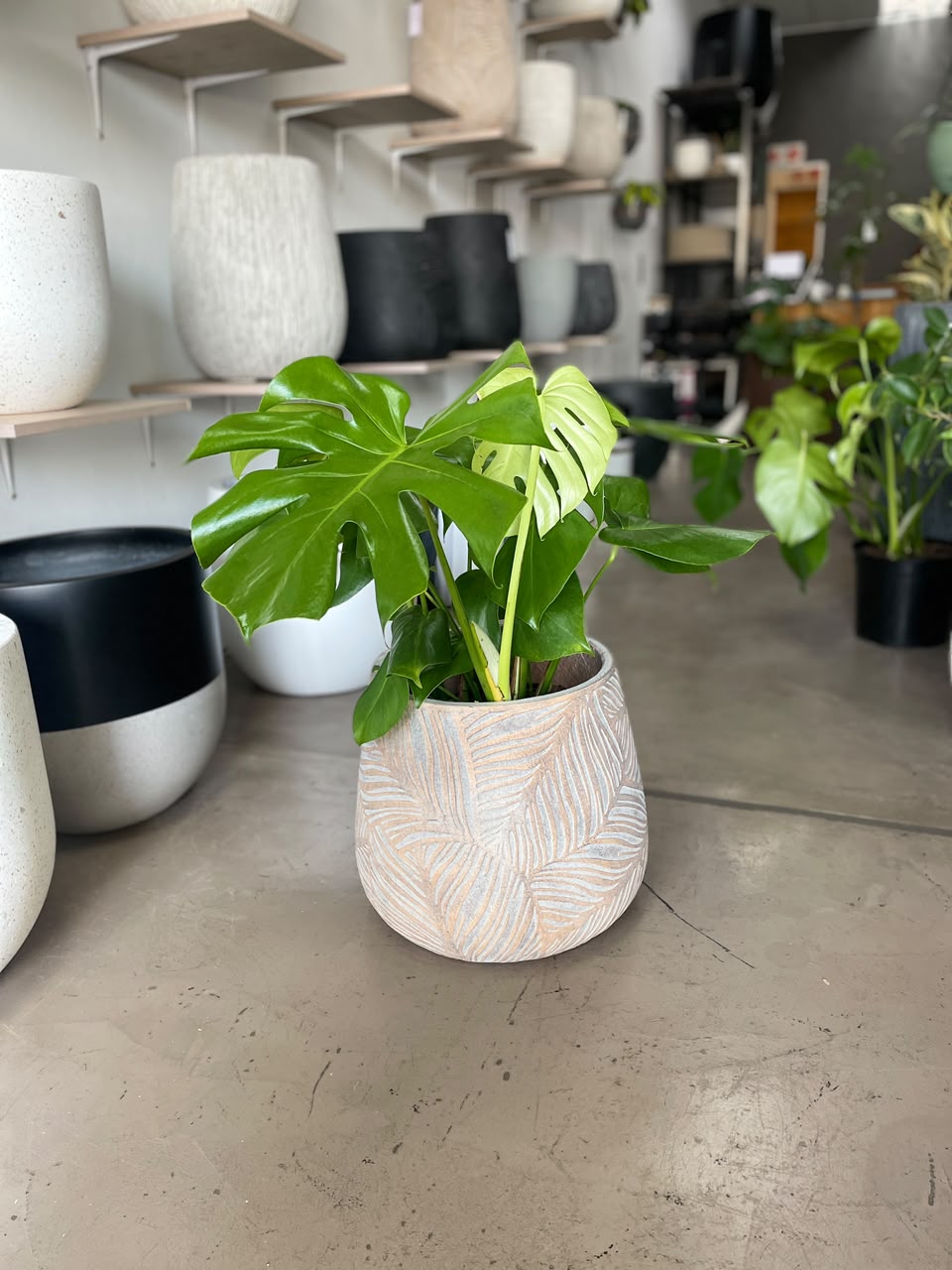 Medium Monstera Combo - Image 2